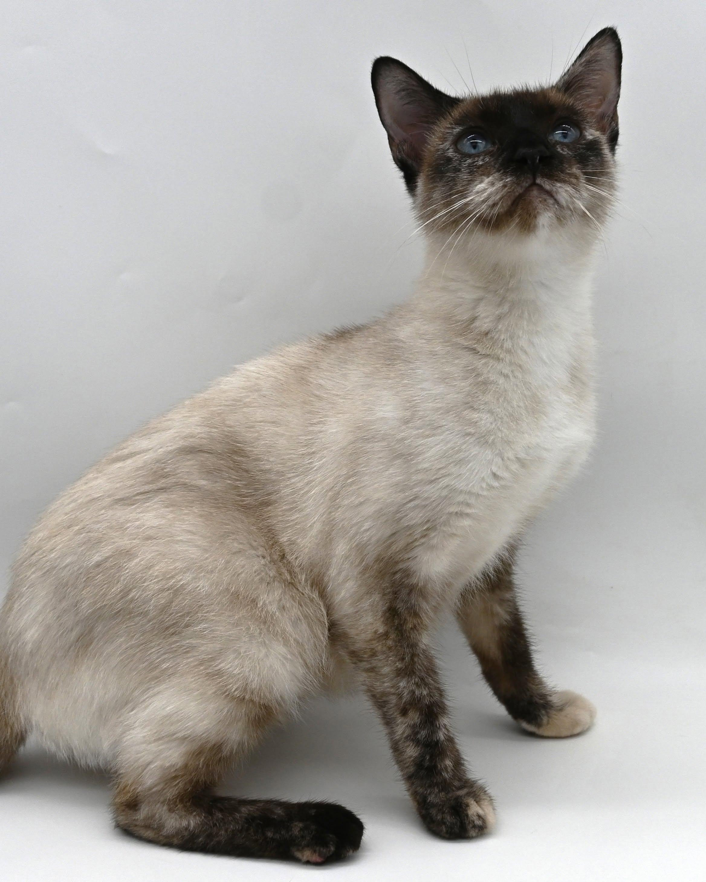 Enlarge Momma Mocha, a Adoptable Siamese in Mobile, AL image 3/6
