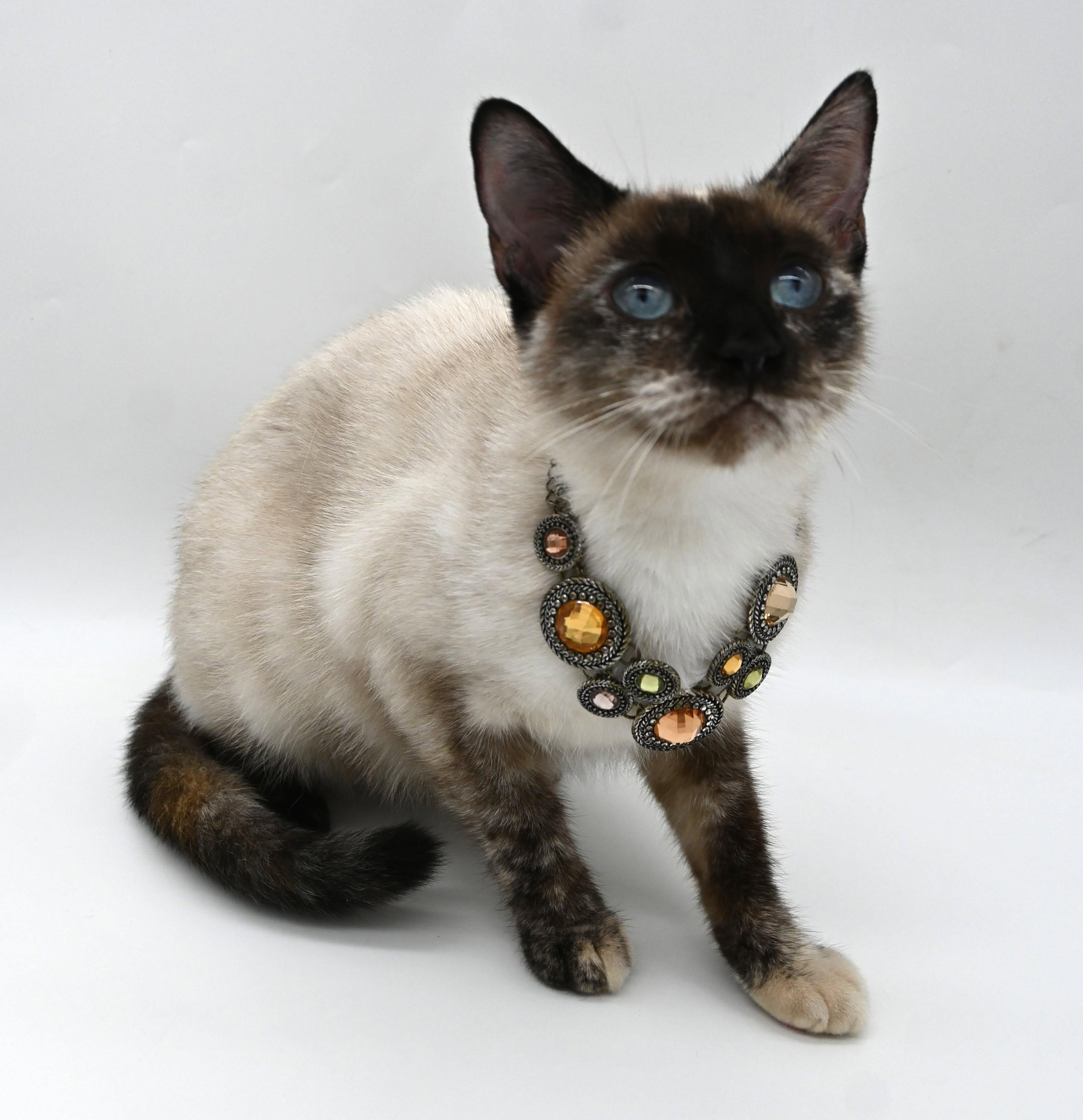 Enlarge Momma Mocha, a Adoptable Siamese in Mobile, AL image 2/6