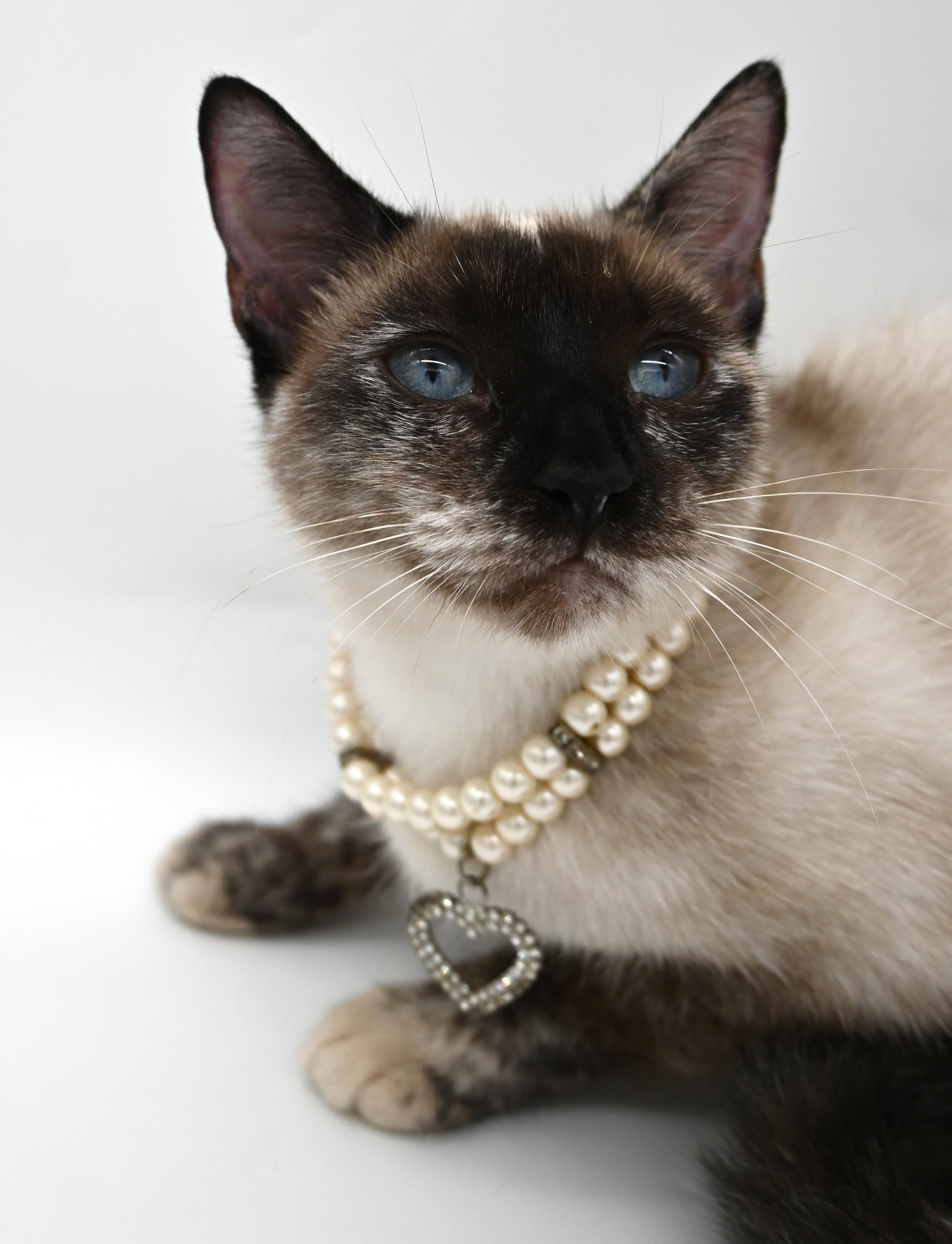 Enlarge Momma Mocha, a Adoptable Siamese in Mobile, AL image 5/6