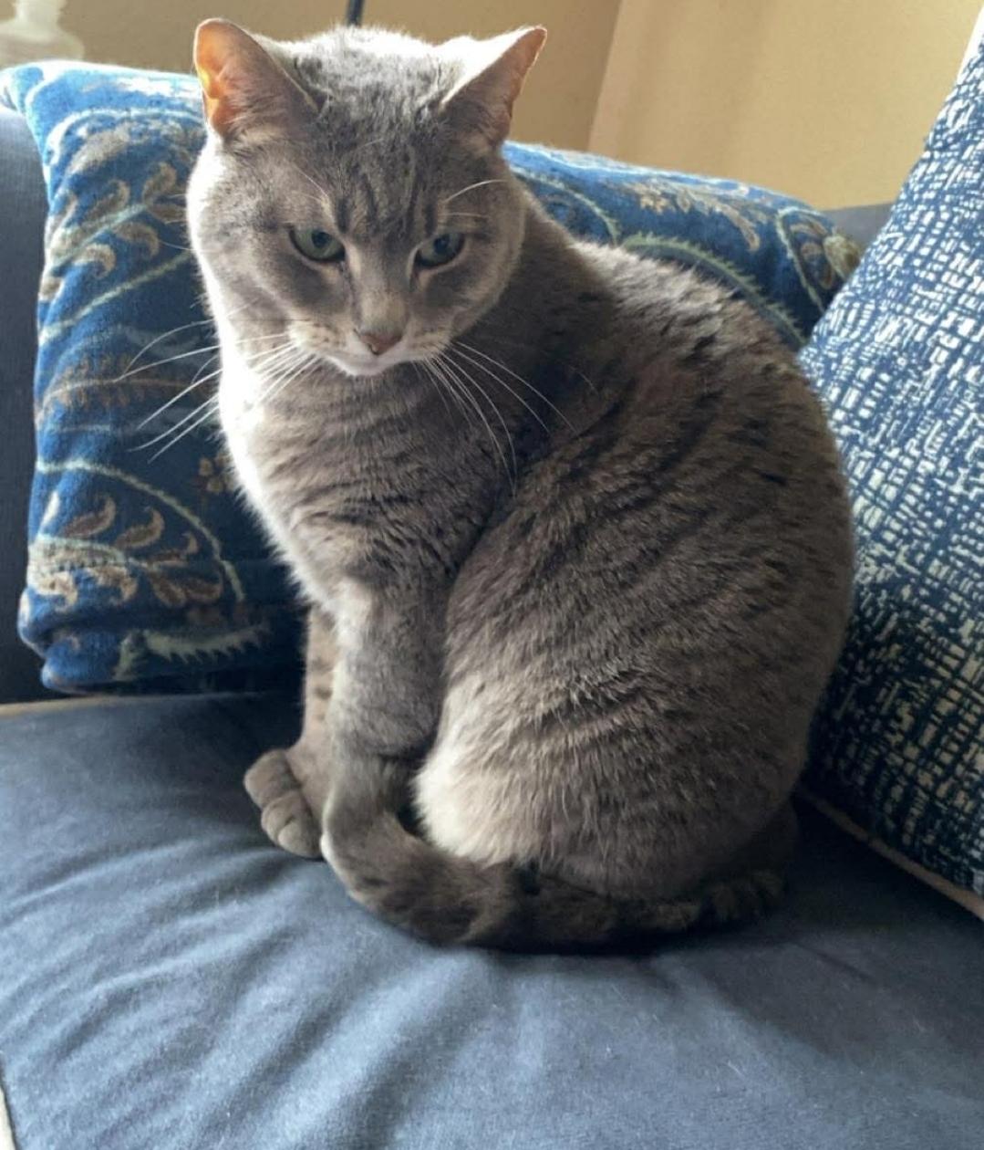 Enlarge Nova ( bonded with Ash), a ADOPTABLE Domestic Short Hair in Reeseville, WI image 5/5
