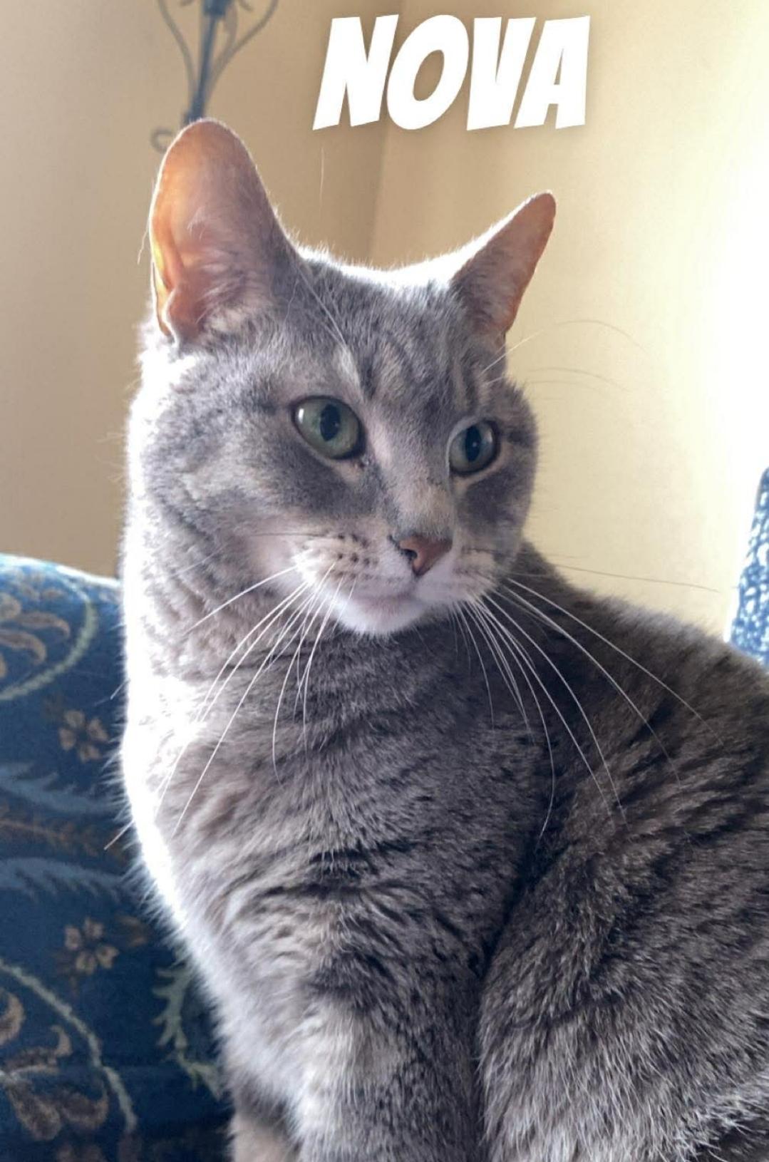 Nova ( bonded with Ash), ADOPTABLE, Adult Female Domestic Short Hair.