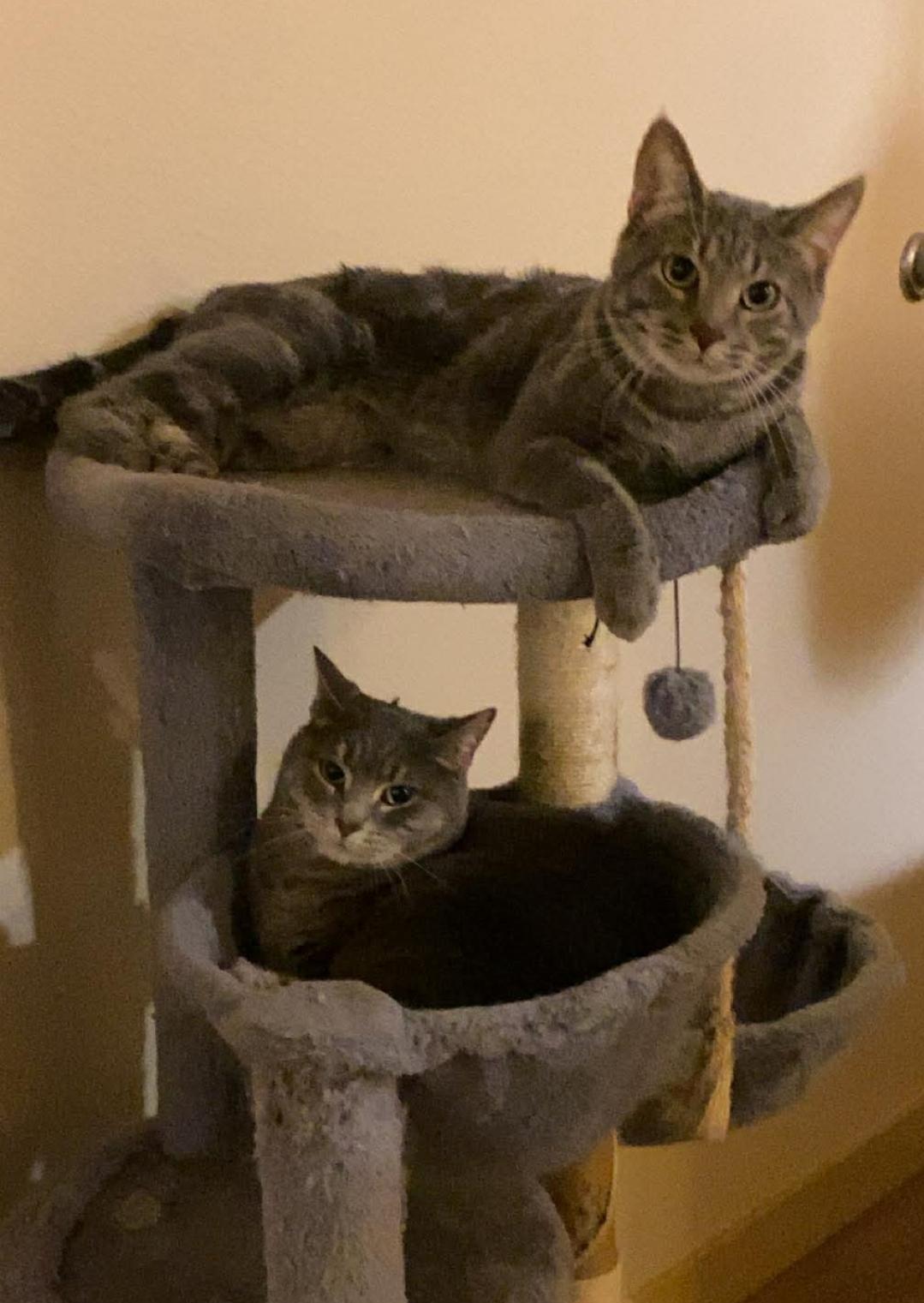 Enlarge Nova ( bonded with Ash), a ADOPTABLE Domestic Short Hair in Reeseville, WI image 2/5
