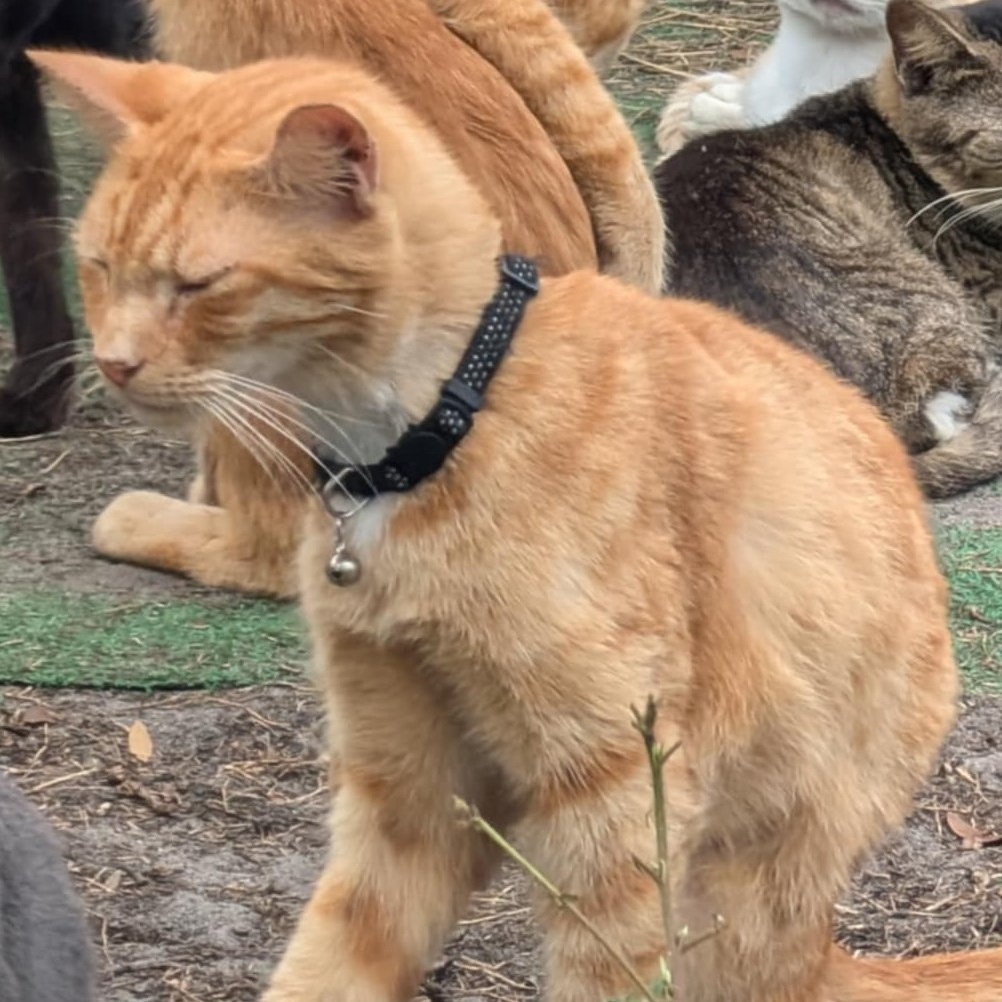 Simba, Adopted, Young Male Domestic Short Hair.