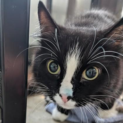 Mighty Mittens, ADOPTABLE, Young Female Domestic Long Hair.