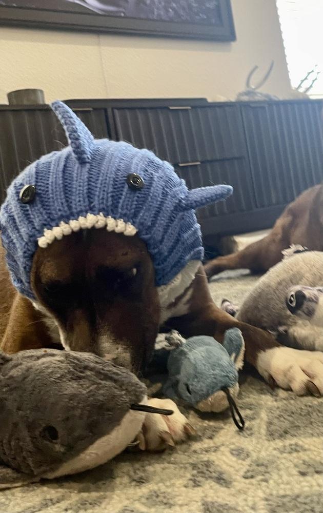 Enlarge Opal, a Adoptable mixed breed in Littleton, CO image 1/6