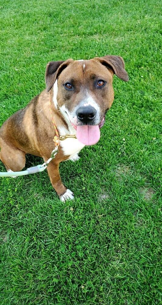 Enlarge Opal, a Adoptable mixed breed in Littleton, CO image 2/6