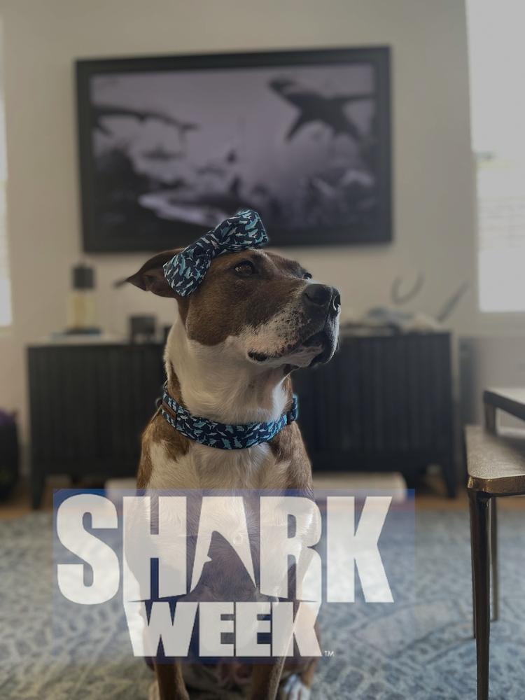 Enlarge Opal, a Adoptable mixed breed in Littleton, CO image 3/6