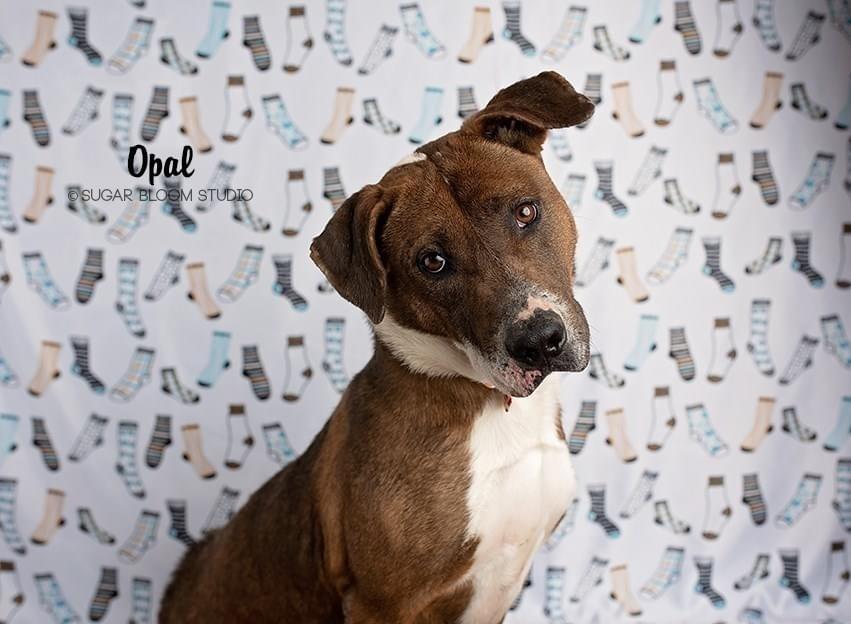 Enlarge Opal, a Adoptable mixed breed in Littleton, CO image 4/6