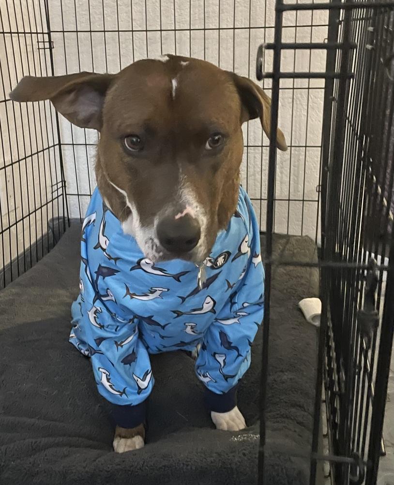 Enlarge Opal, a Adoptable mixed breed in Littleton, CO image 6/6