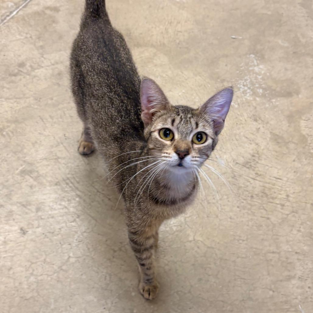 Tigress, Adoptable, Adult Female Domestic Short Hair.