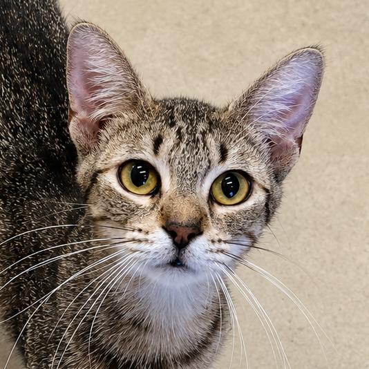 Tigress, a Adoptable Domestic Short Hair in Wickenburg, AZ image 2/4