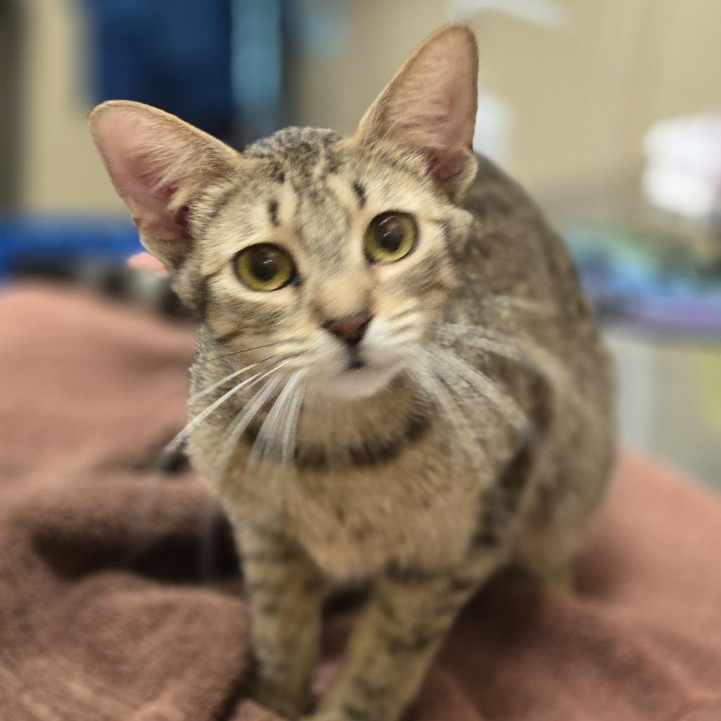 Tigress, a Adoptable Domestic Short Hair in Wickenburg, AZ image 3/4