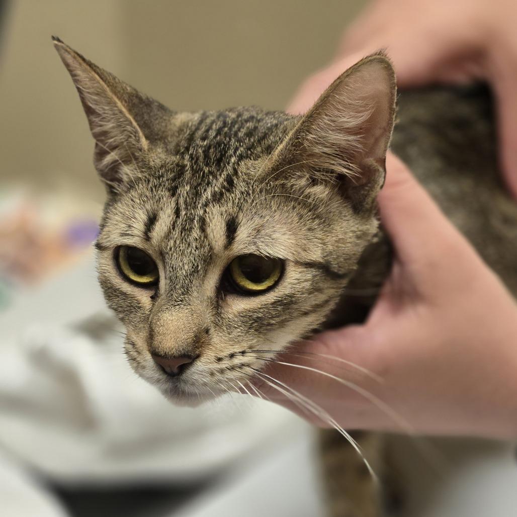 Tigress, a Adoptable Domestic Short Hair in Wickenburg, AZ image 4/4