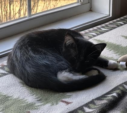 Oreo, Adoptable, Kitten Male Domestic Short Hair & Domestic Short Hair.