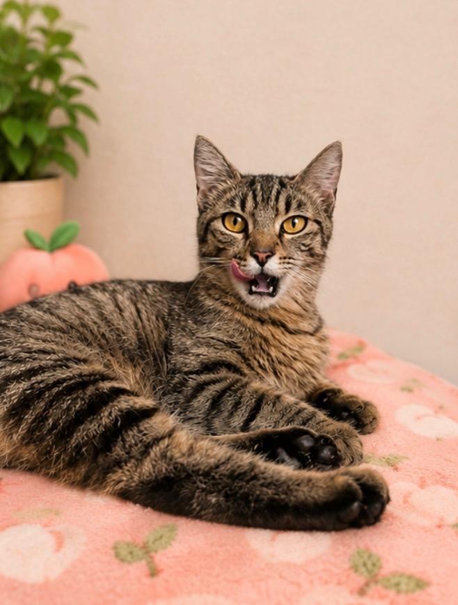 Katy Purrry, a Adoptable mixed breed in Douglasville, GA image 1/2