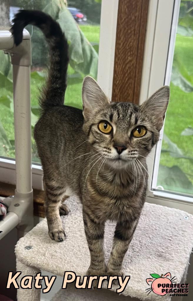 Katy Purrry, a Adoptable mixed breed in Douglasville, GA image 2/2