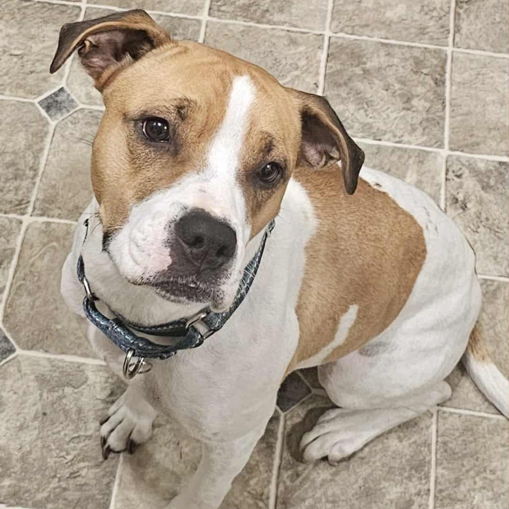 Maebelle, Adoptable, Adult Female Pit Bull Terrier & Hound.