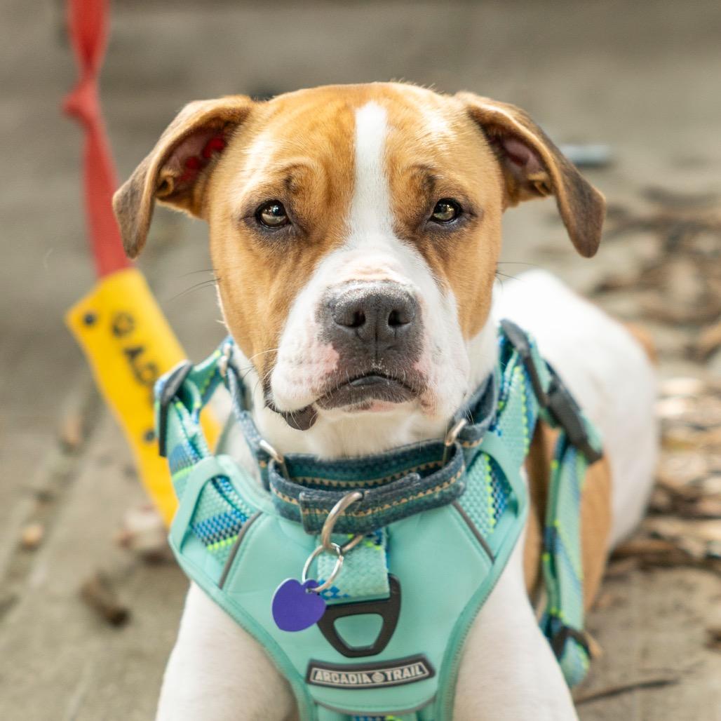 Enlarge Maebelle, a Adoptable mixed breed in Durham, NC image 2/6