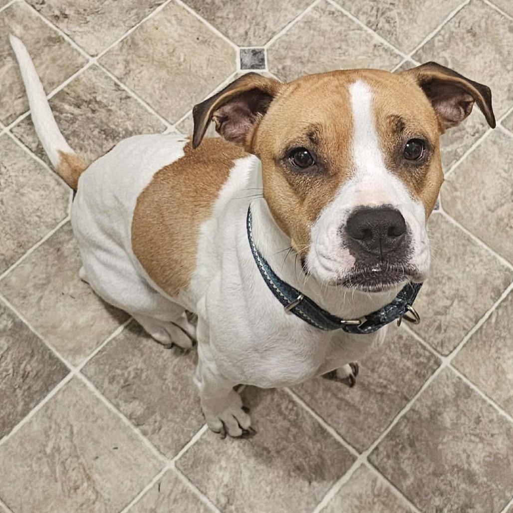 Enlarge Maebelle, a Adoptable mixed breed in Durham, NC image 3/6