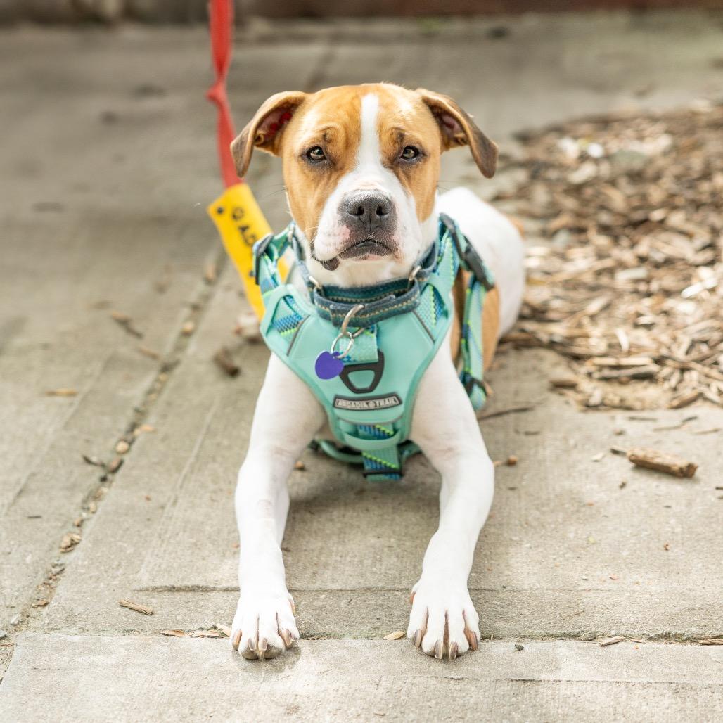Enlarge Maebelle, a Adoptable mixed breed in Durham, NC image 4/6