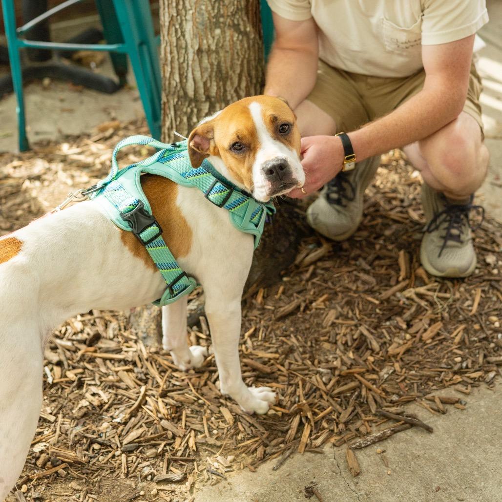 Enlarge Maebelle, a Adoptable mixed breed in Durham, NC image 5/6