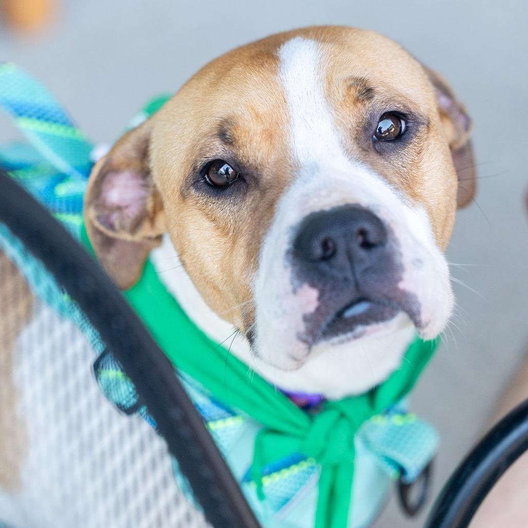 Enlarge Maebelle, a Adoptable mixed breed in Durham, NC image 6/6