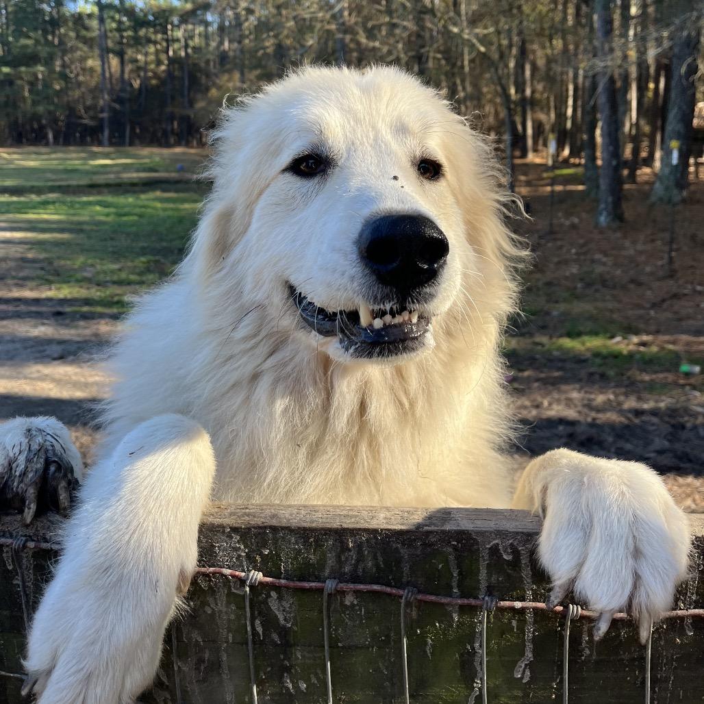 Enlarge Jeffro, a Adoptable mixed breed in Smithfield, NC image 1/6