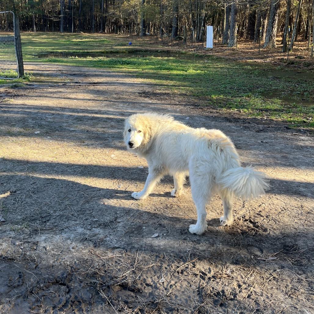 Enlarge Jeffro, a Adoptable mixed breed in Smithfield, NC image 3/6