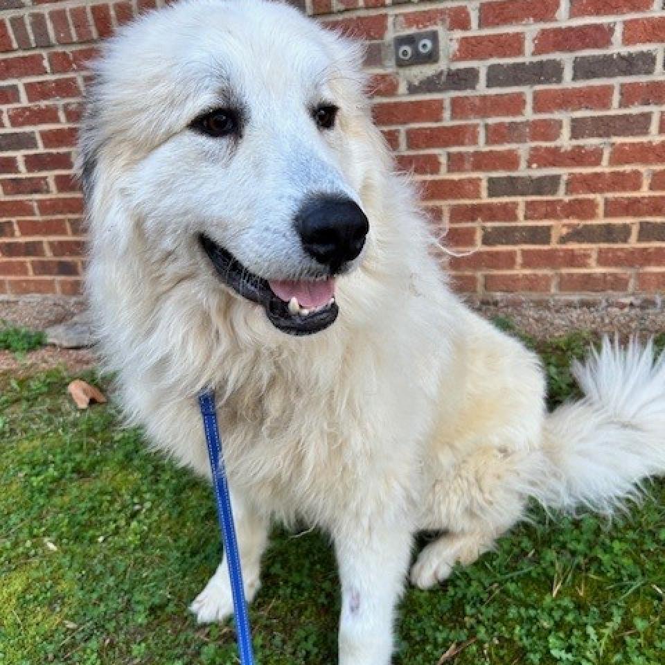 Enlarge Jeffro, a Adoptable mixed breed in Smithfield, NC image 4/6