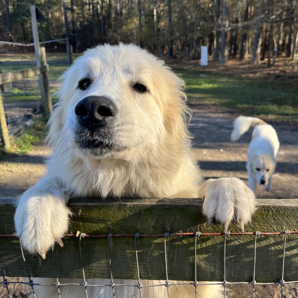 Enlarge Jeffro, a Adoptable mixed breed in Smithfield, NC image 5/6