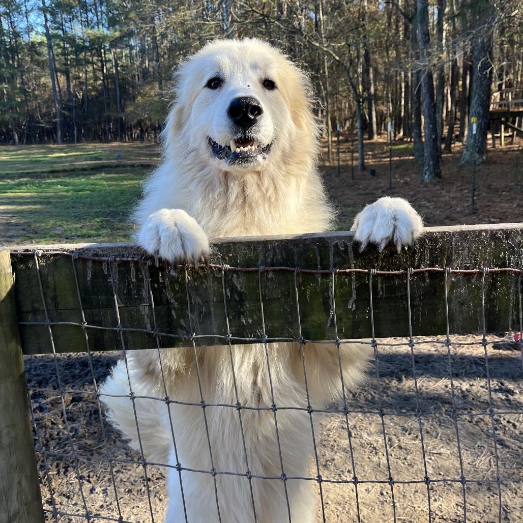 Enlarge Jeffro, a Adoptable mixed breed in Smithfield, NC image 6/6