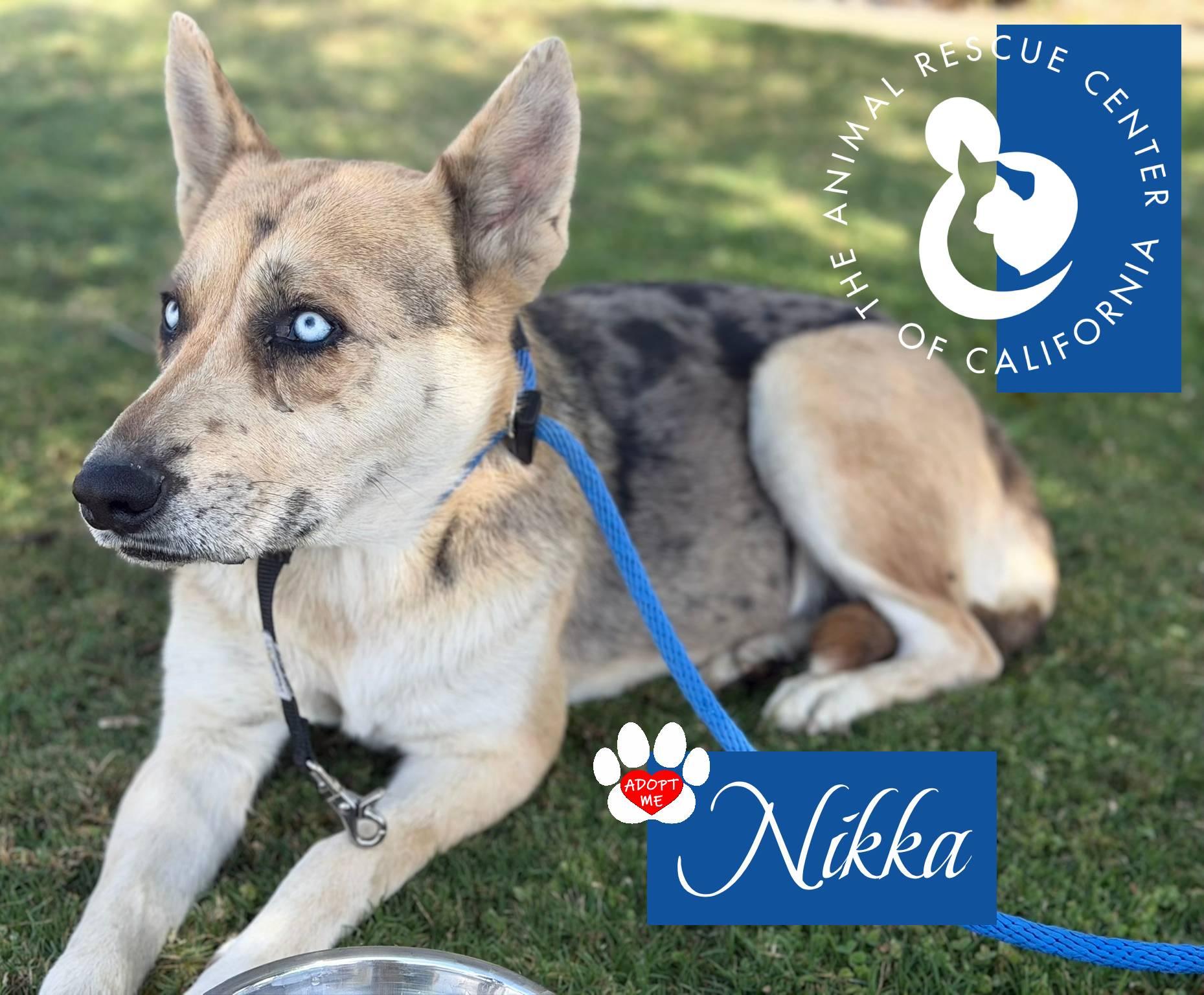 Nikka, a ADOPTABLE mixed breed in Coachella, CA image 3/6