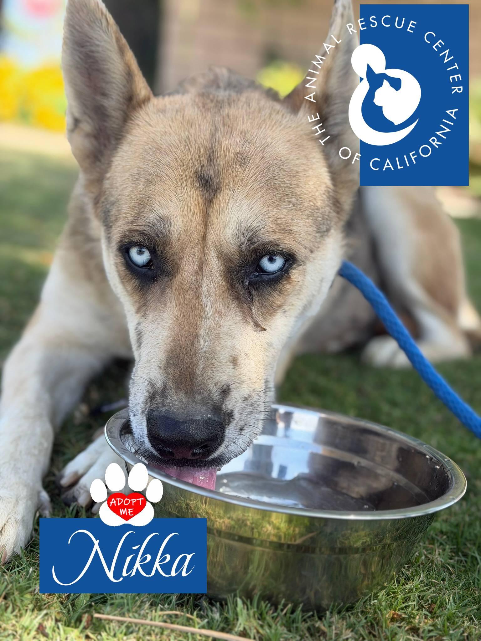 Nikka, a ADOPTABLE mixed breed in Coachella, CA image 4/6