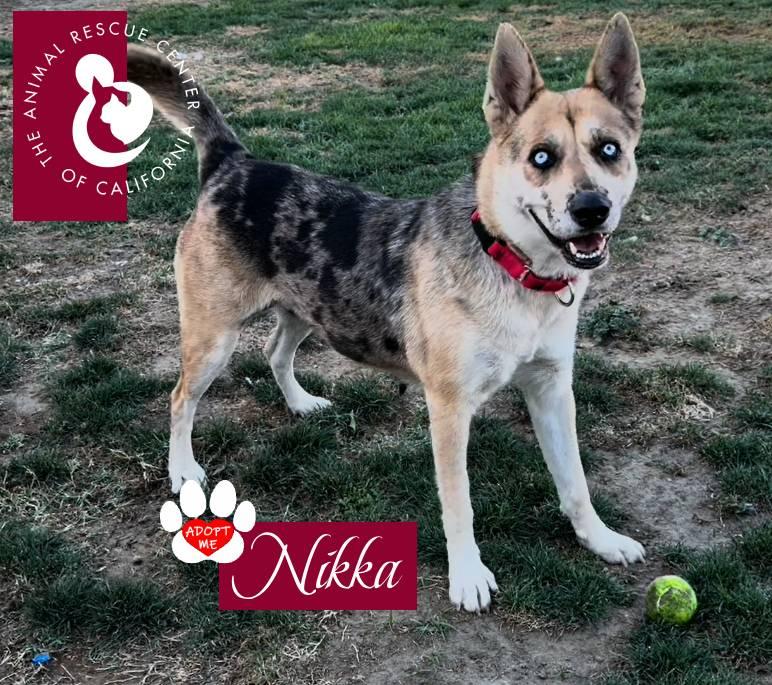 Nikka, a ADOPTABLE mixed breed in Coachella, CA image 2/6