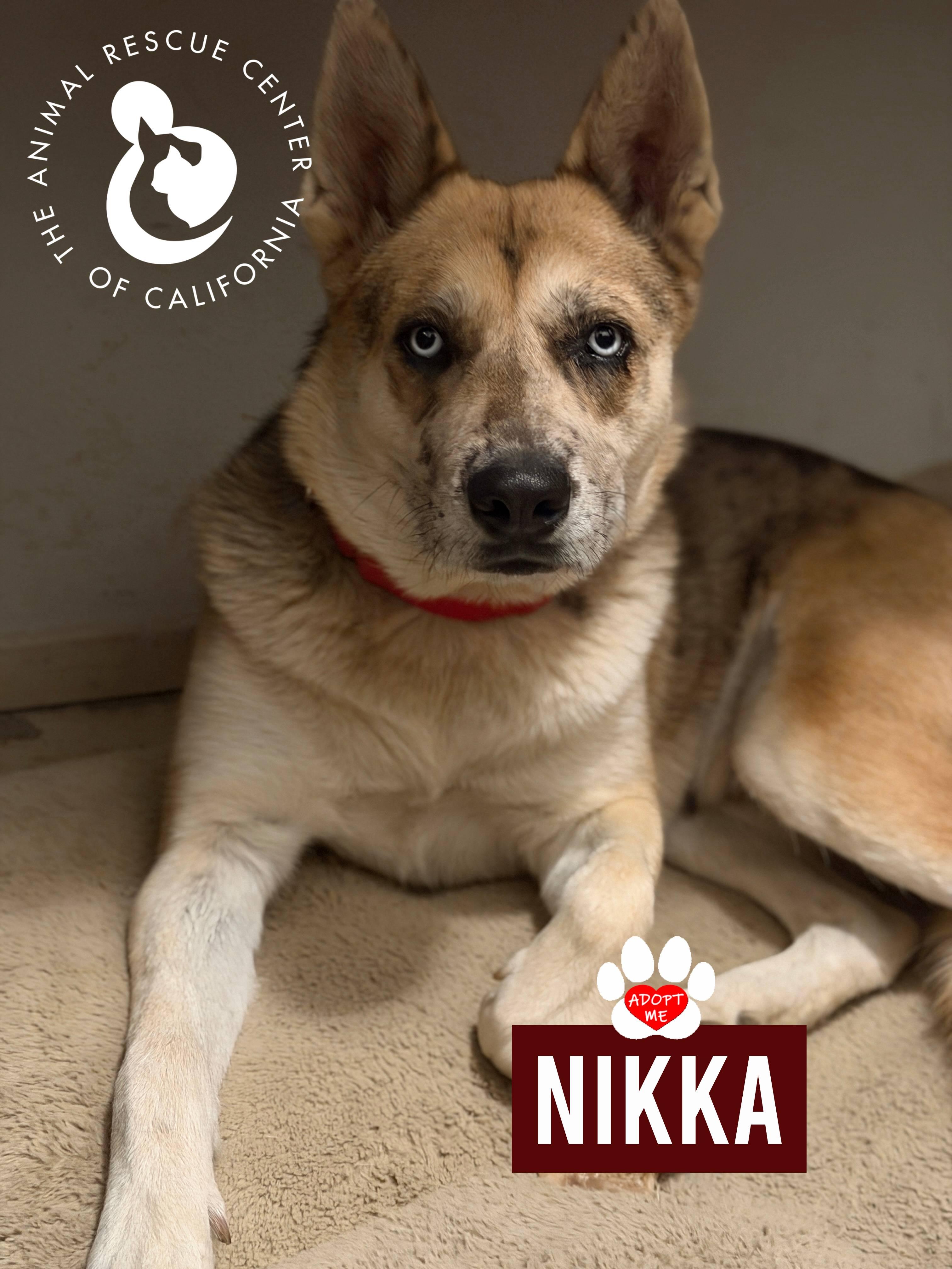 Nikka, a ADOPTABLE mixed breed in Coachella, CA image 6/6