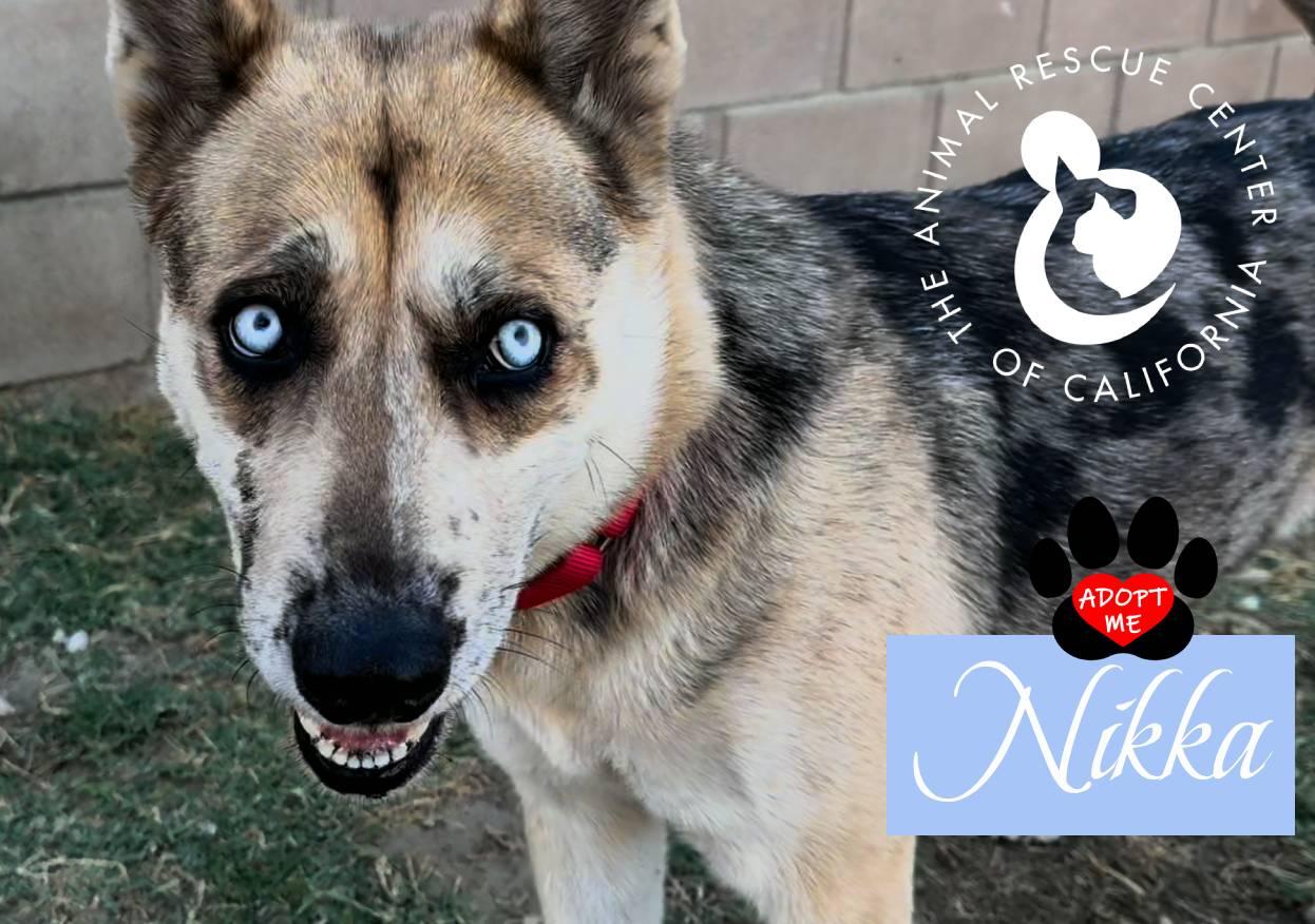 Nikka, a ADOPTABLE mixed breed in Coachella, CA image 5/6