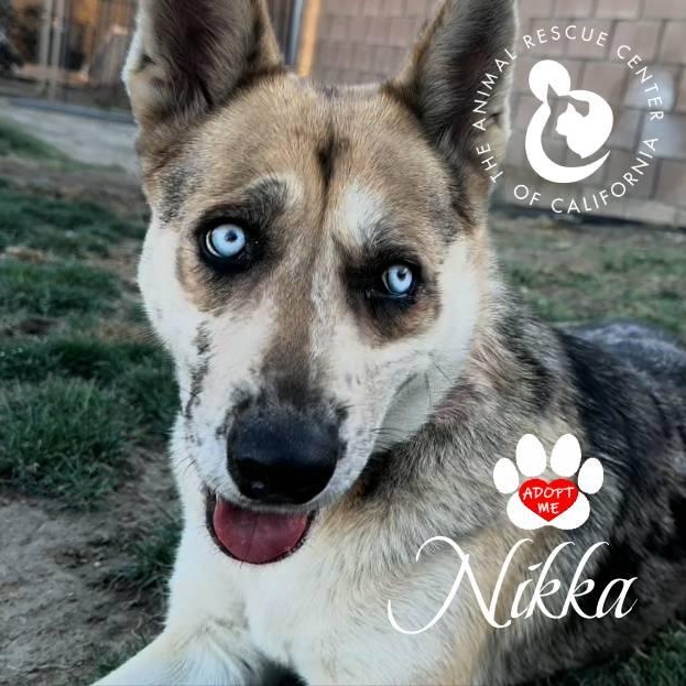 Nikka, ADOPTABLE, Adult Female Husky & Australian Cattle Dog / Blue Heeler.