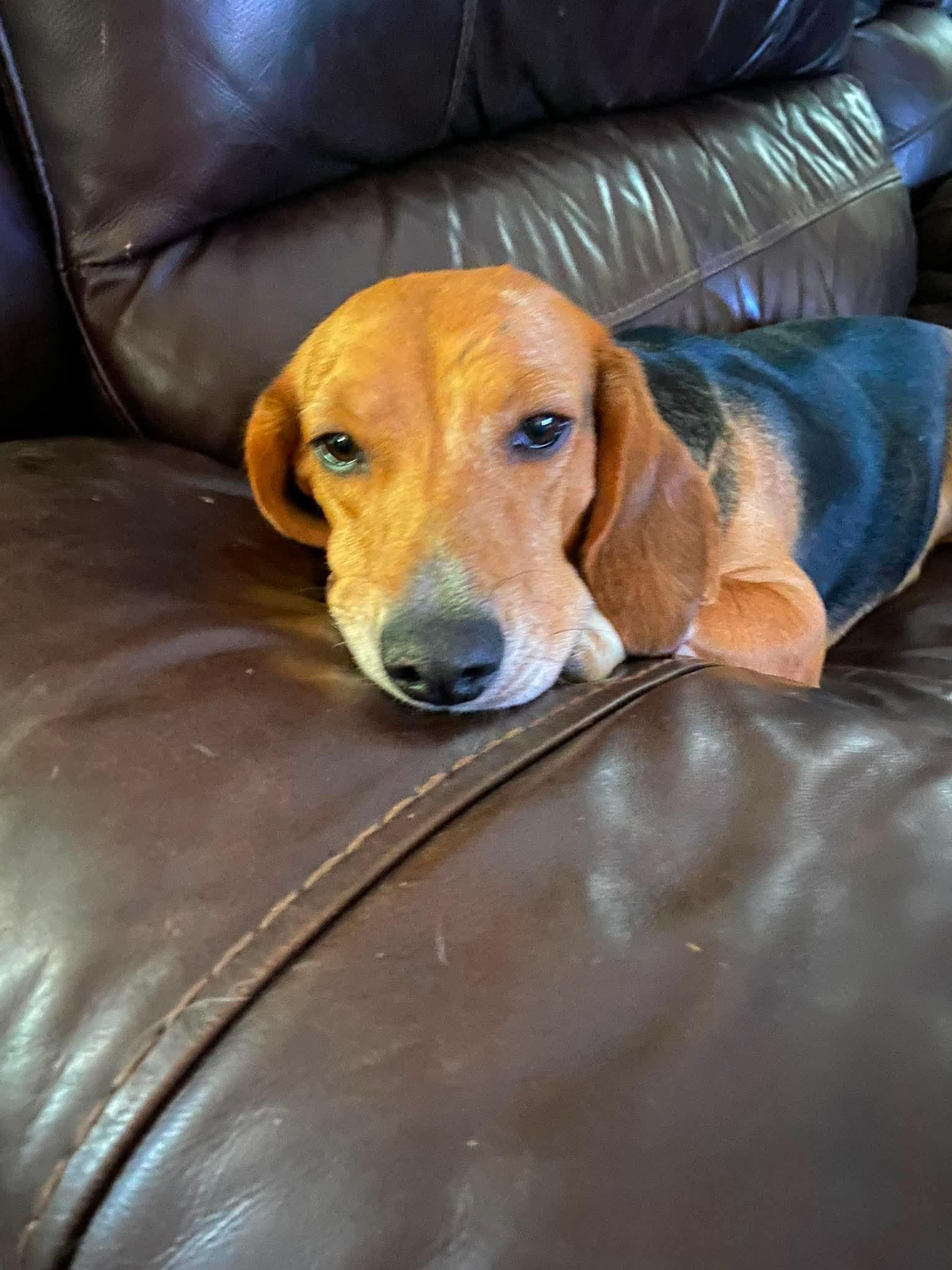 Lucy, Adopted, Young Female Beagle.