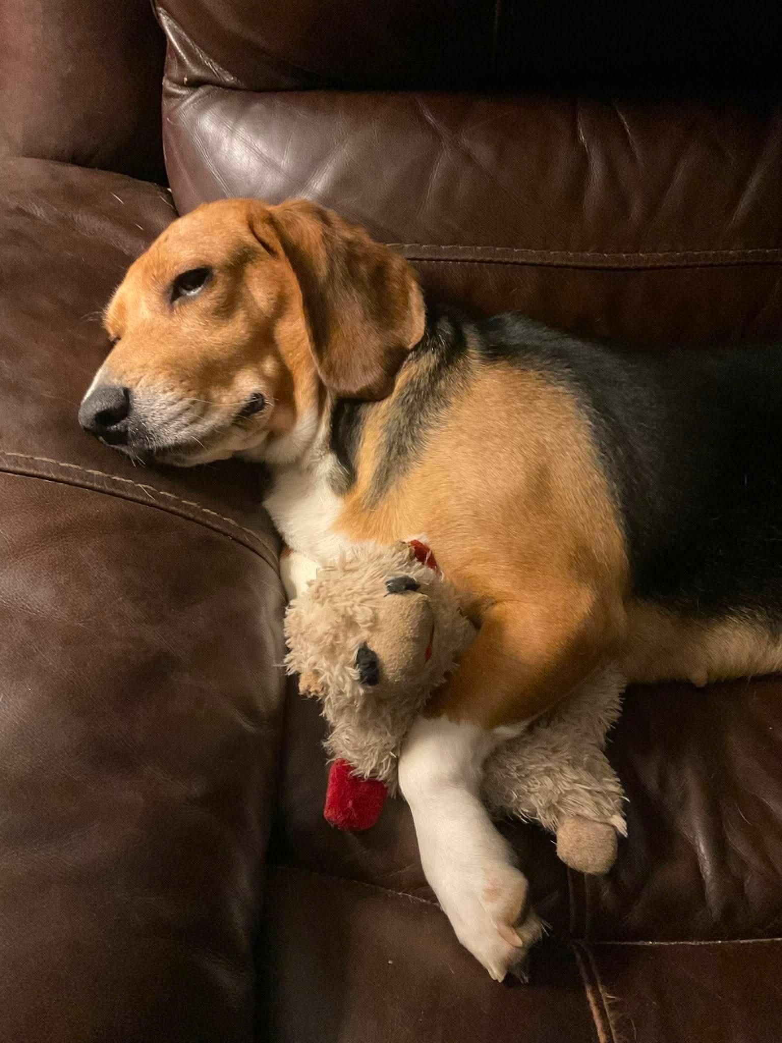 Enlarge Lucy, a Adopted Beagle in Amsterdam, NY image 3/3