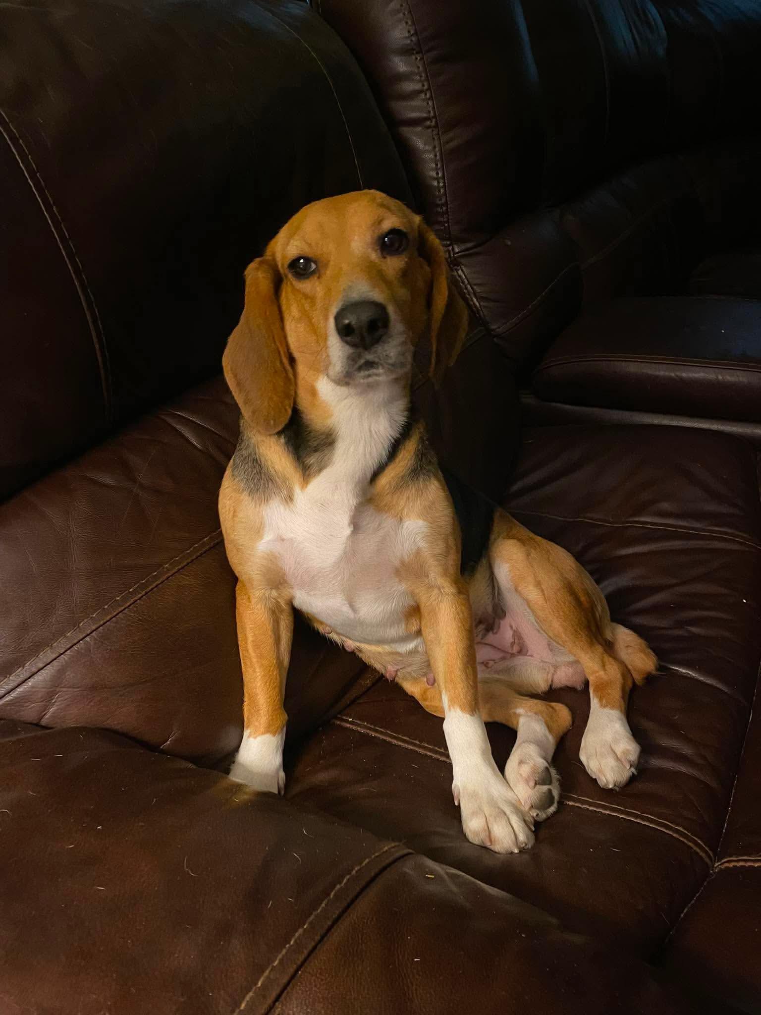 Enlarge Lucy, a Adopted Beagle in Amsterdam, NY image 2/3