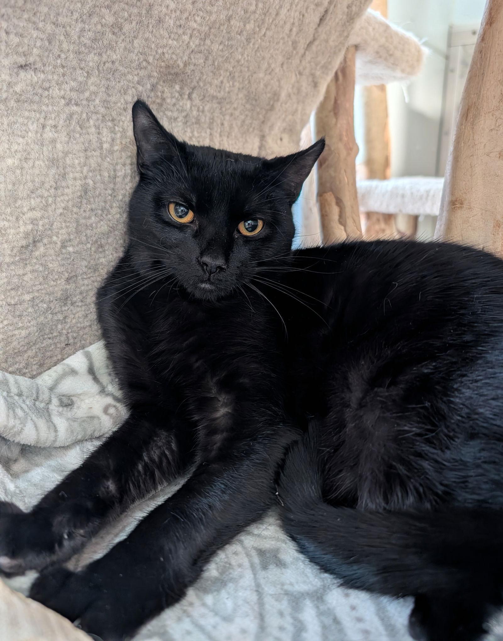 Ember — thumbnail 3