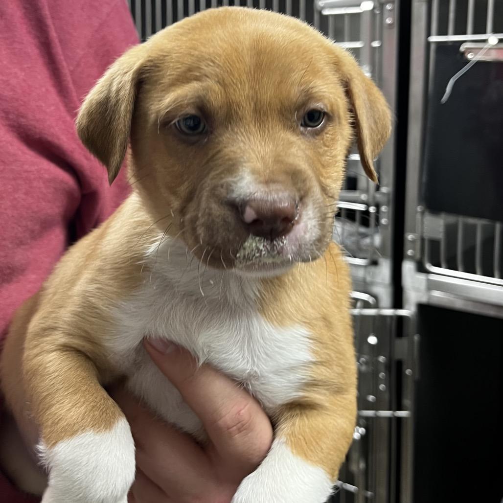 Neutron Star, Adoptable, Puppy Male Labrador Retriever.