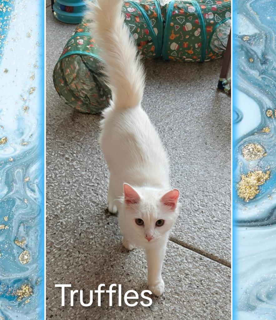 Enlarge Truffles, a Adoptable mixed breed in Grovetown, GA image 1/1