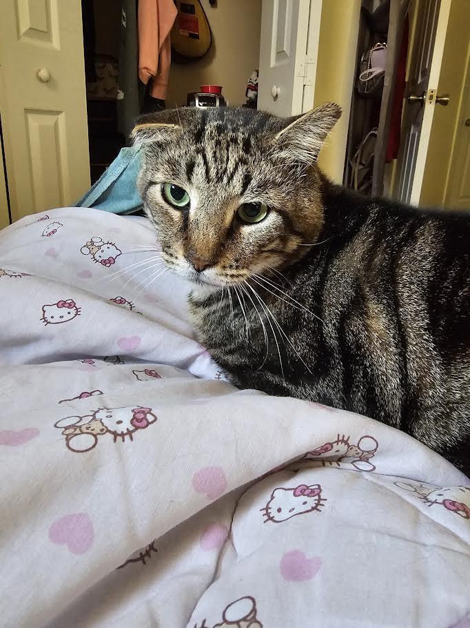 Gordo, a Adoptable Tabby in Boston, MA image 3/3