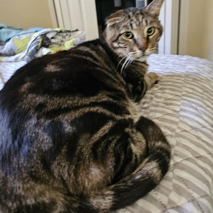 Gordo, a Adoptable Tabby in Boston, MA image 1/3