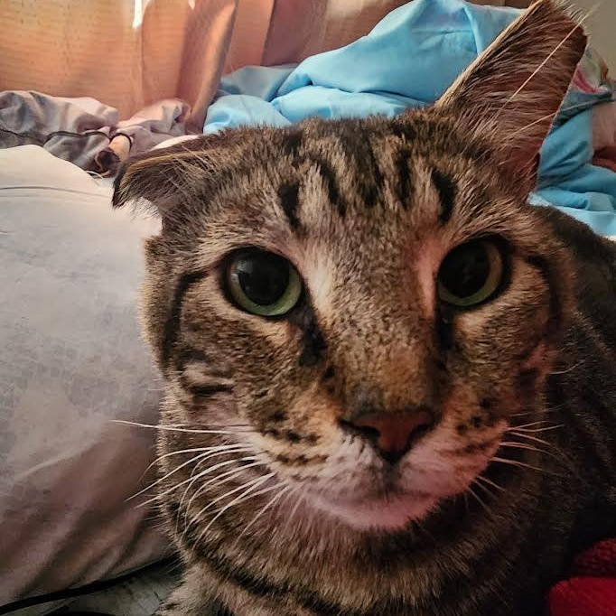 Gordo, a Adoptable Tabby in Boston, MA image 2/3