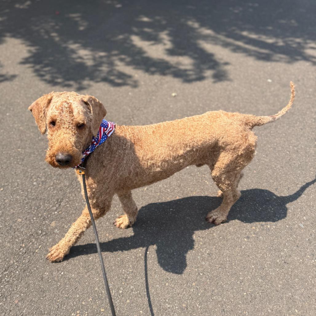 Gucci, Adoptable, Adult Male Standard Poodle.