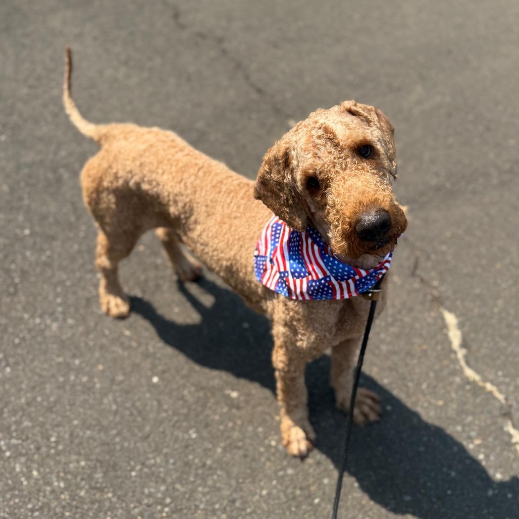 Gucci, a Adoptable Standard Poodle in Newberg, OR image 2/6