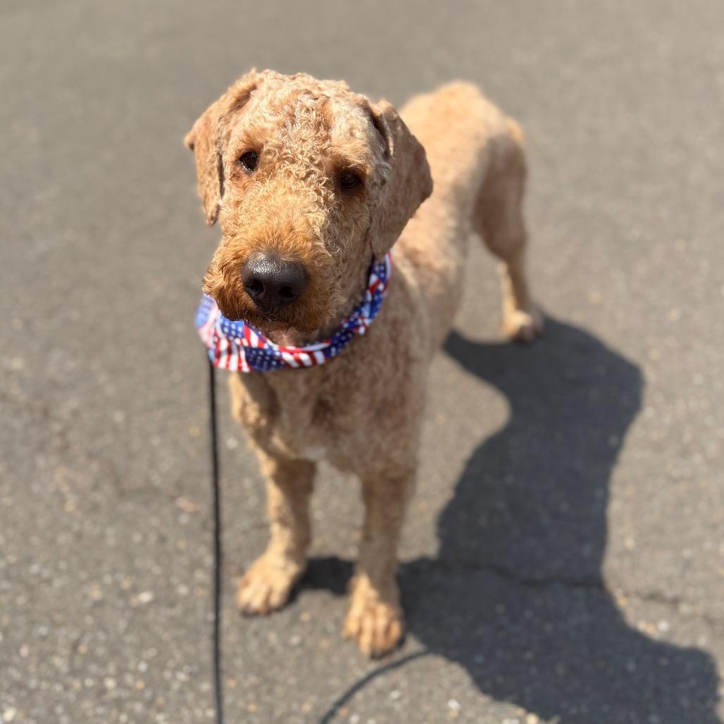 Gucci, a Adoptable Standard Poodle in Newberg, OR image 3/6