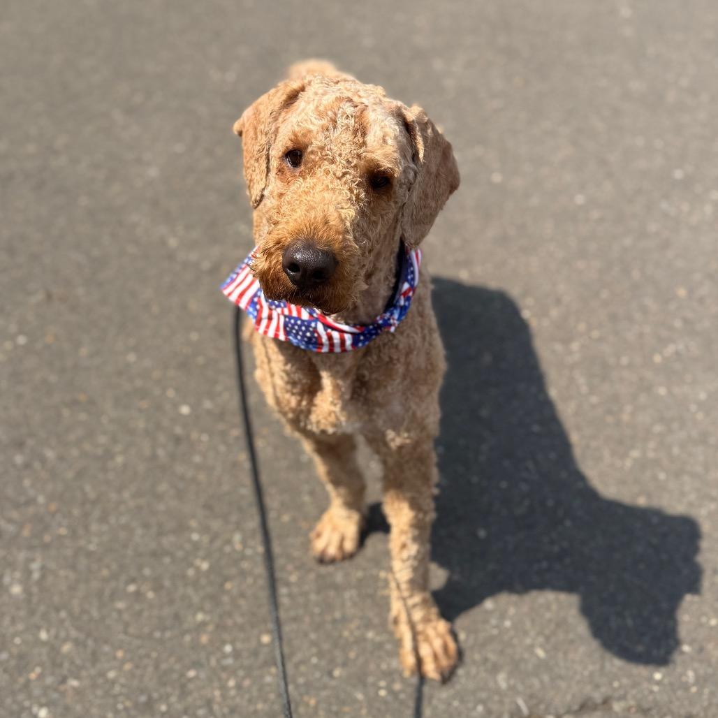 Gucci, a Adoptable Standard Poodle in Newberg, OR image 4/6